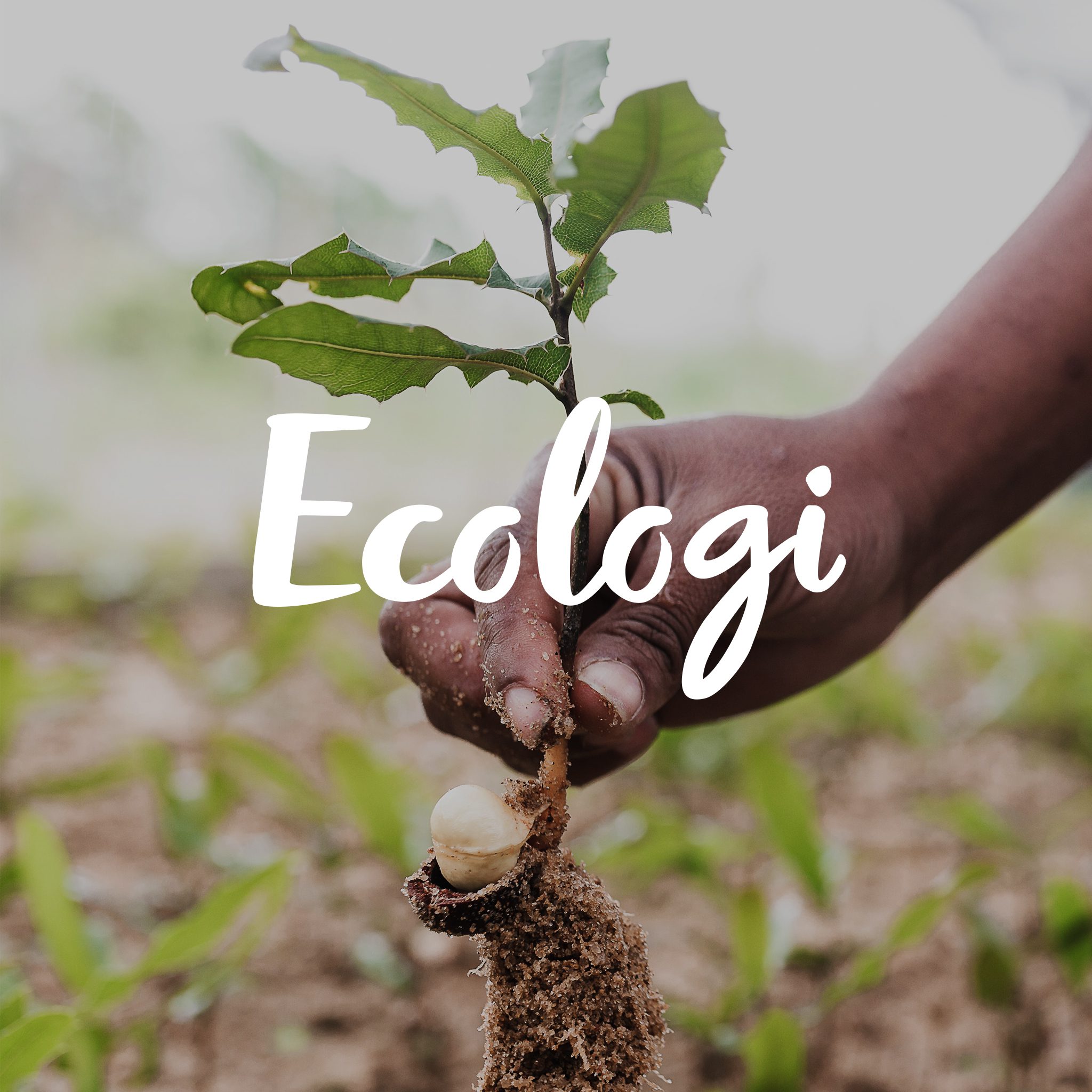 Ecologi - Rodo Creative Planting Trees - Eco values for small business